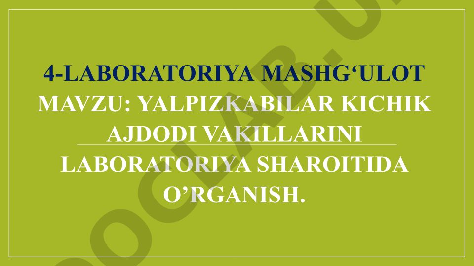 Yalpizkabilar kichik ajdodi vakillarini laboratoriya sharoitida o’rganish