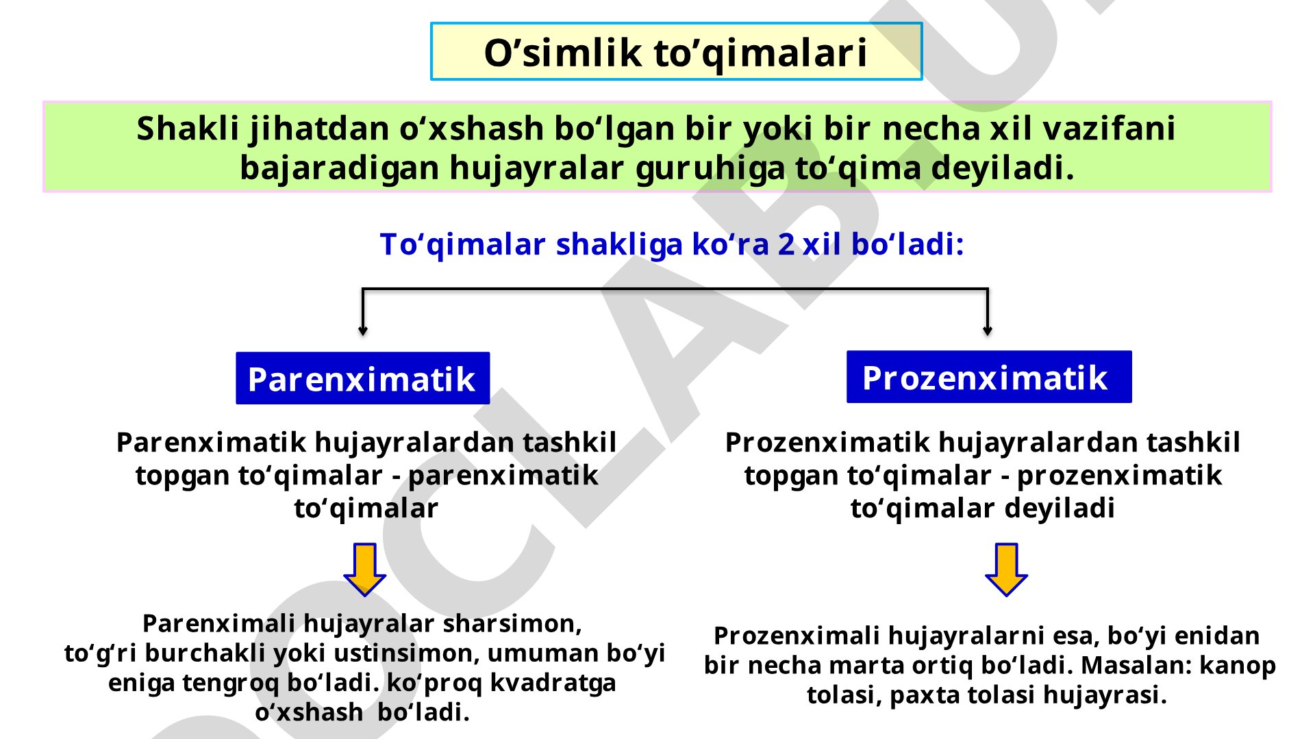 O'simlik to'qimalari