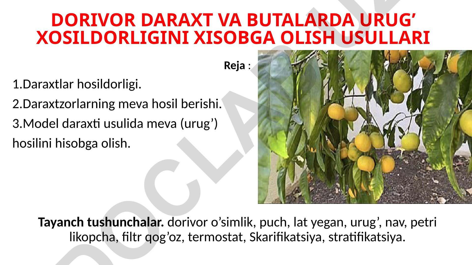 Dorivor daraxt va butalarda urug' xosildorligini hisobga olish usullari