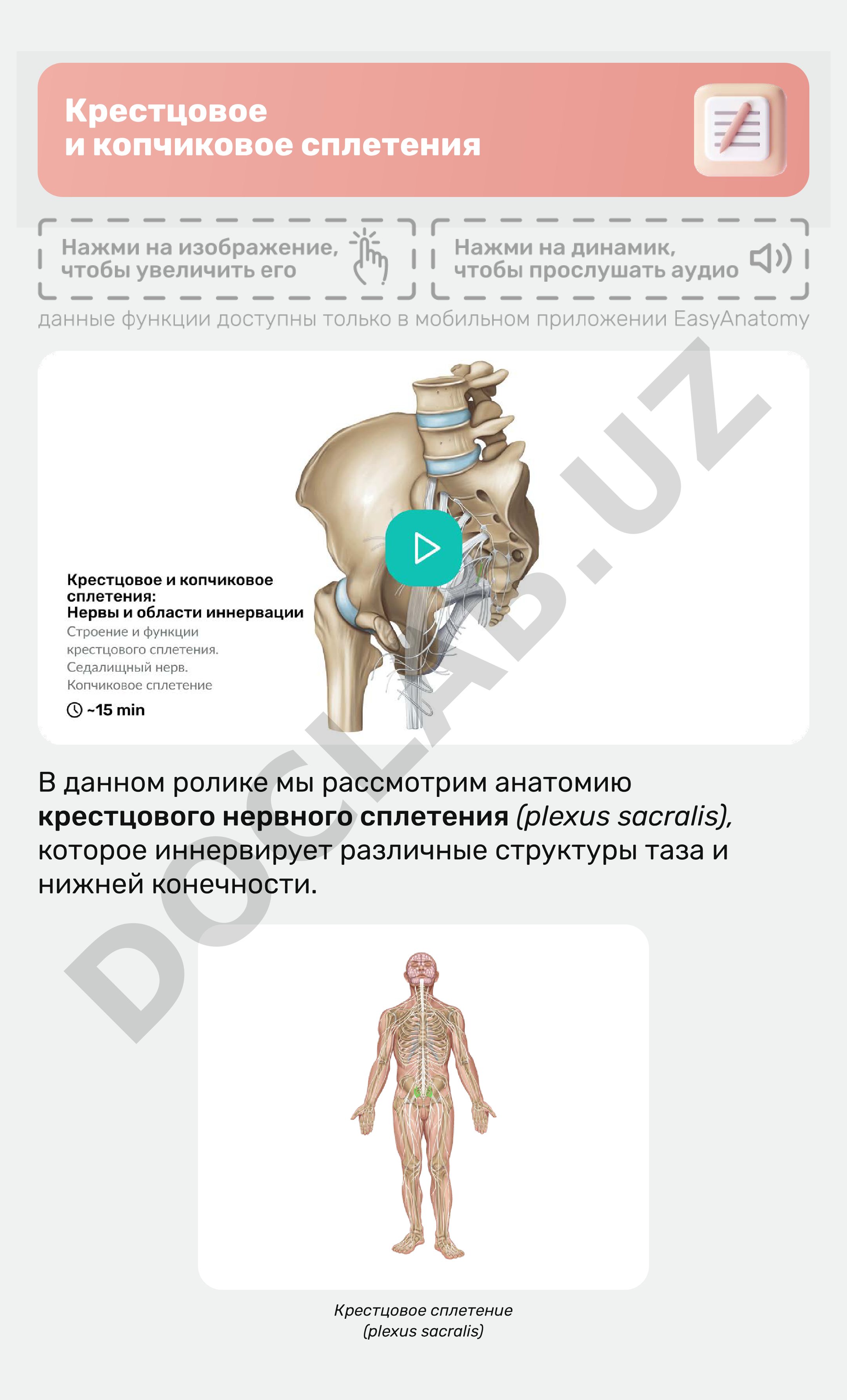 Крестцовое и копчиковое сплетения