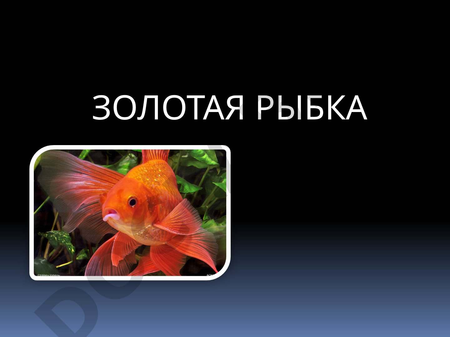 Золотая рыбка: виды и особенности
