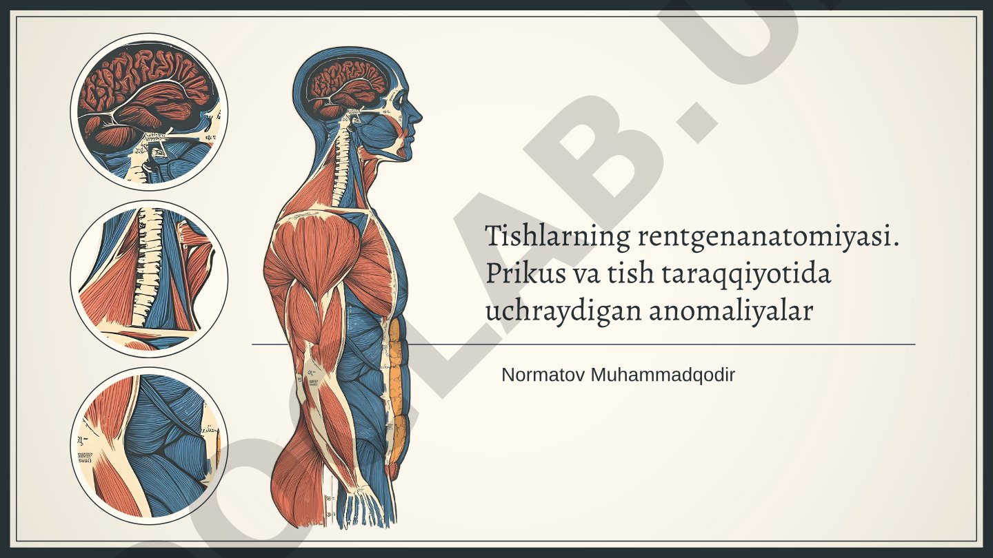 Tishlarning rentgenanatomiyasi. Prikus va tish taraqqiyotida uchraydigan anomaliyalar