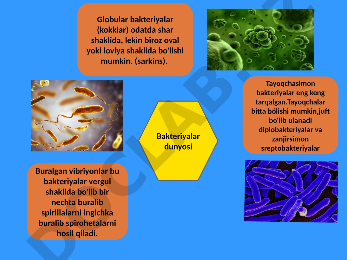 Bakteriyalar shakllari va turlari
