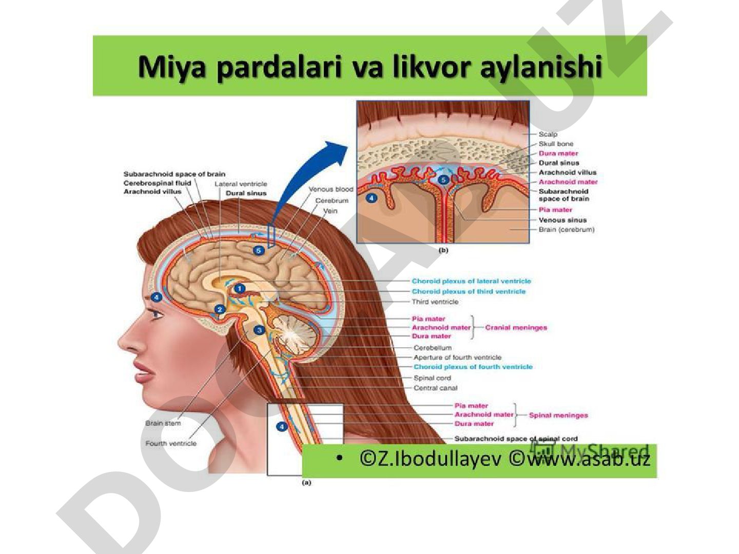 Taqdimot mavzusi aniq ko'rsatilmagan