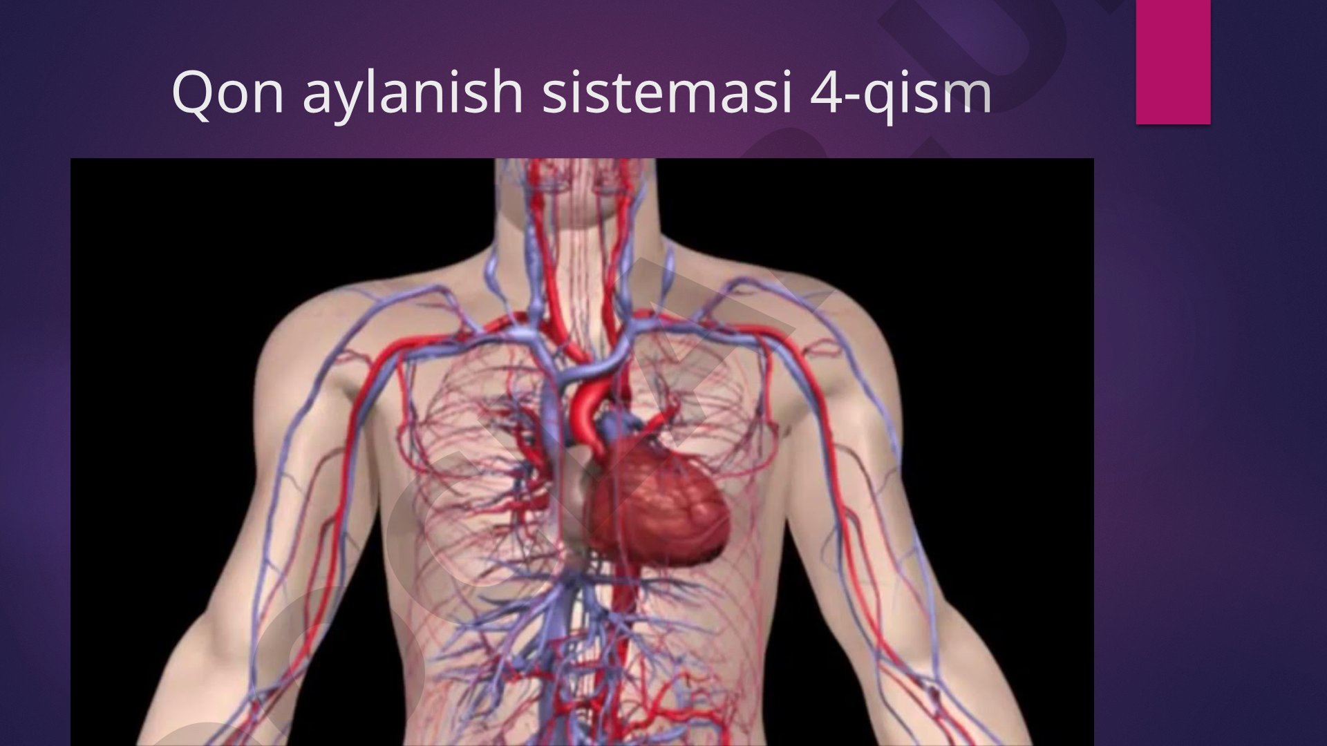 Qon aylanish sistemasi ahamiyati