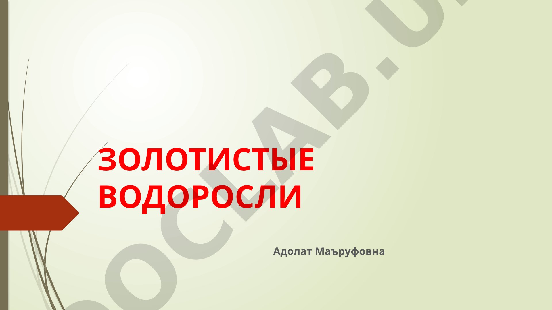 Характеристика золотистых водорослей: систематика, строение, представители