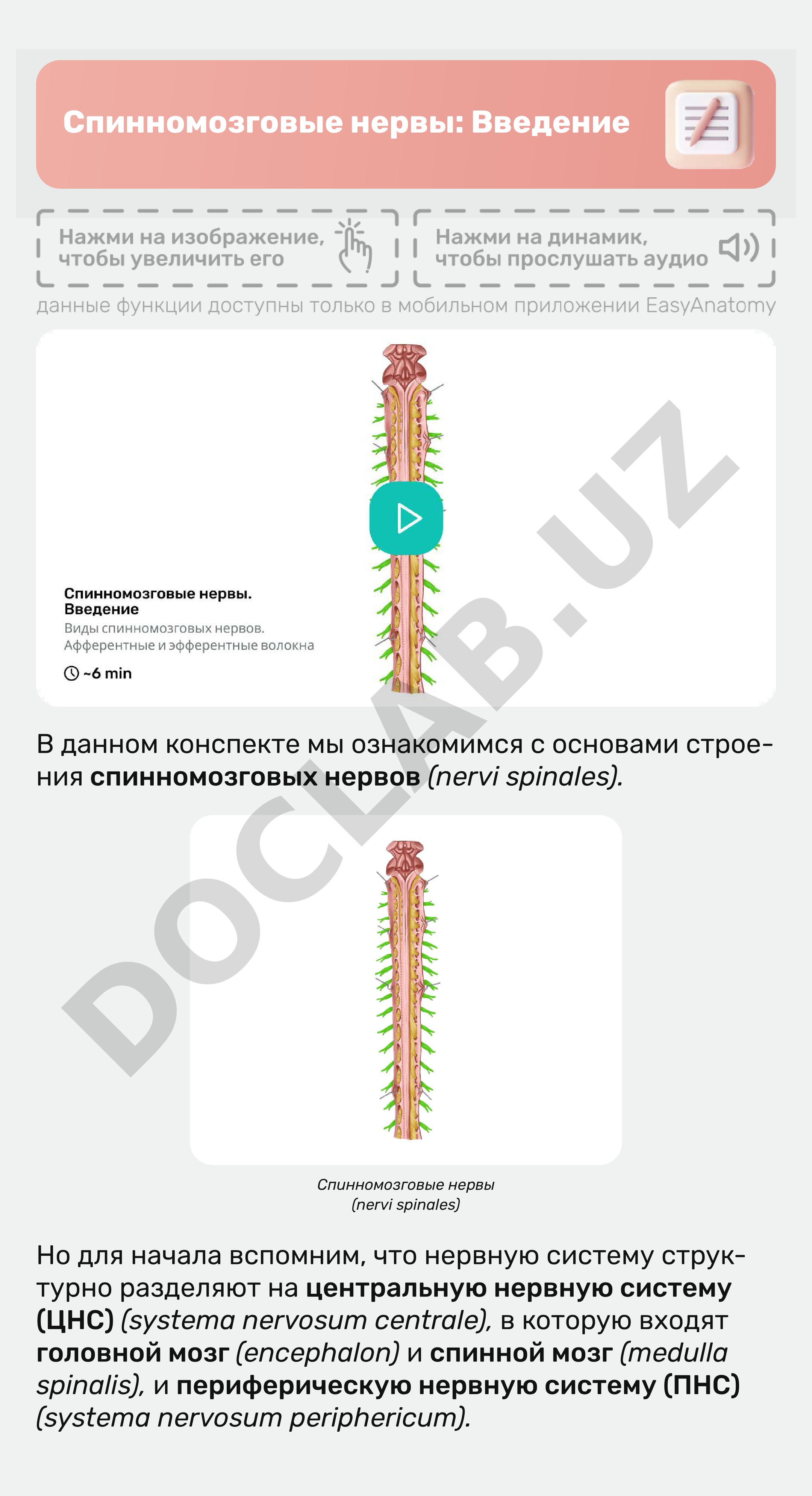 Спинномозговые нервы: Введение