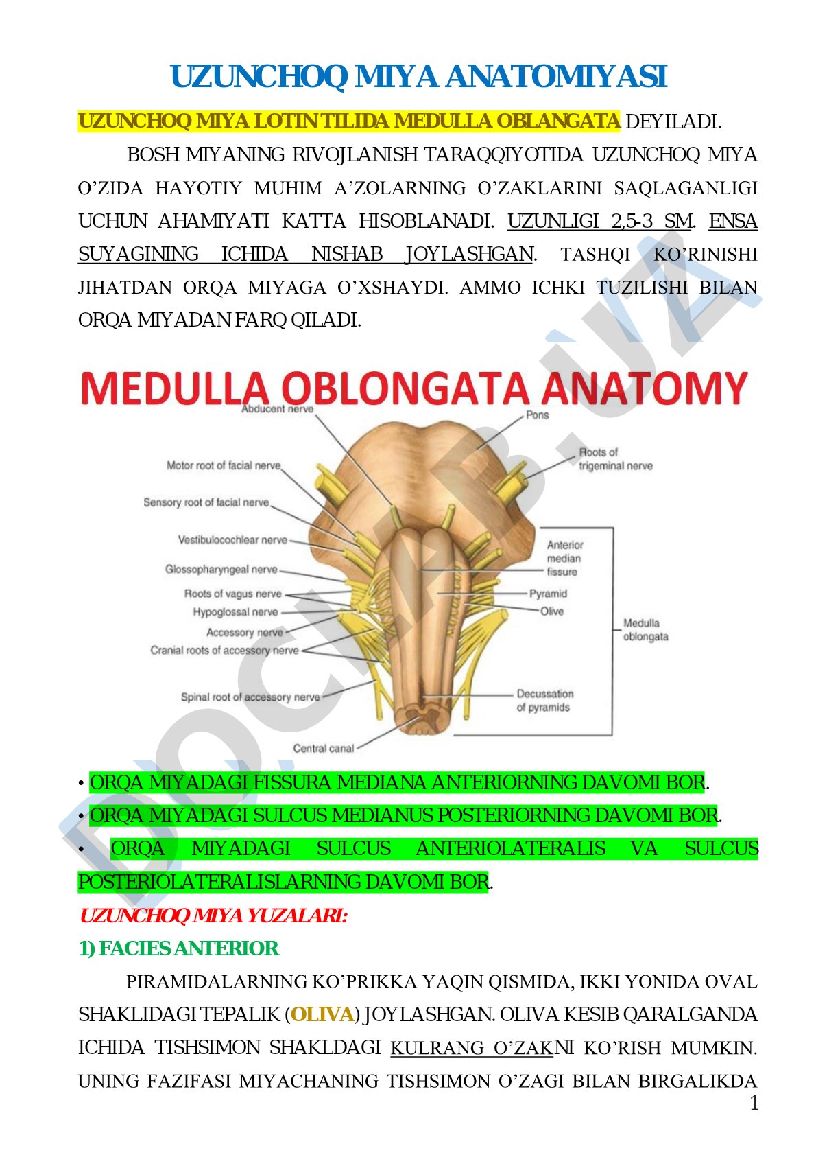 Uzunchoq miya anatomiyasi