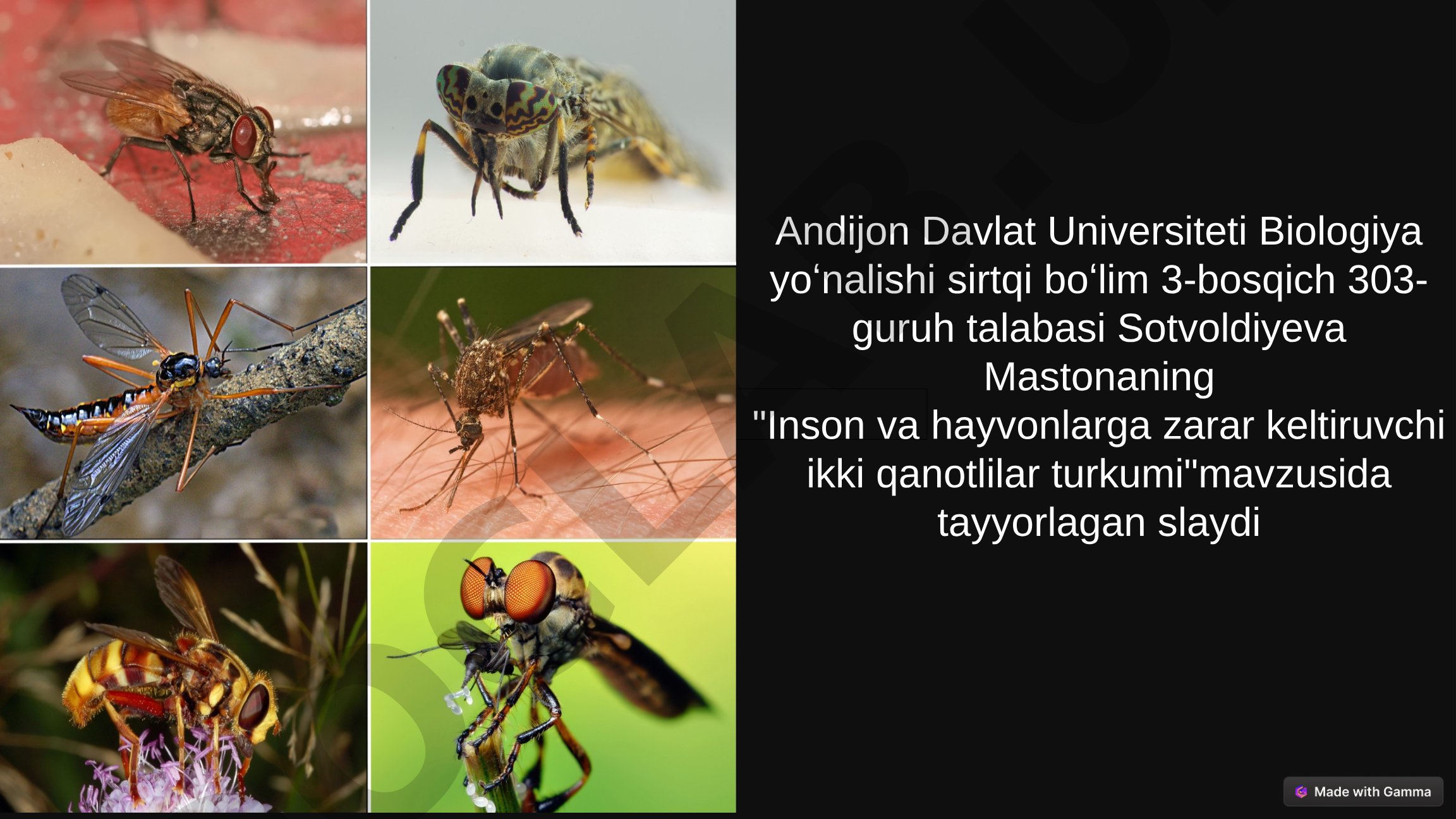 Inson va hayvonlarga zarar keltiruvchi ikki qanotlilar turkumi