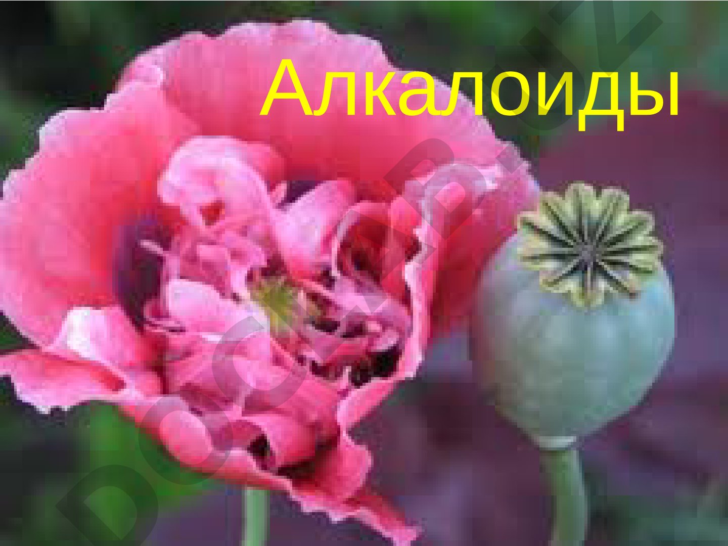 Алкалоиды: азотсодержащие вещества растений