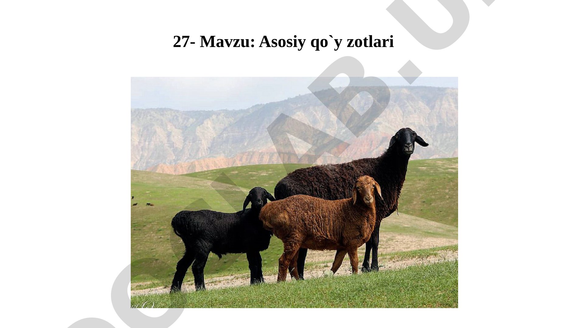 Asosiy qo`y zotlari