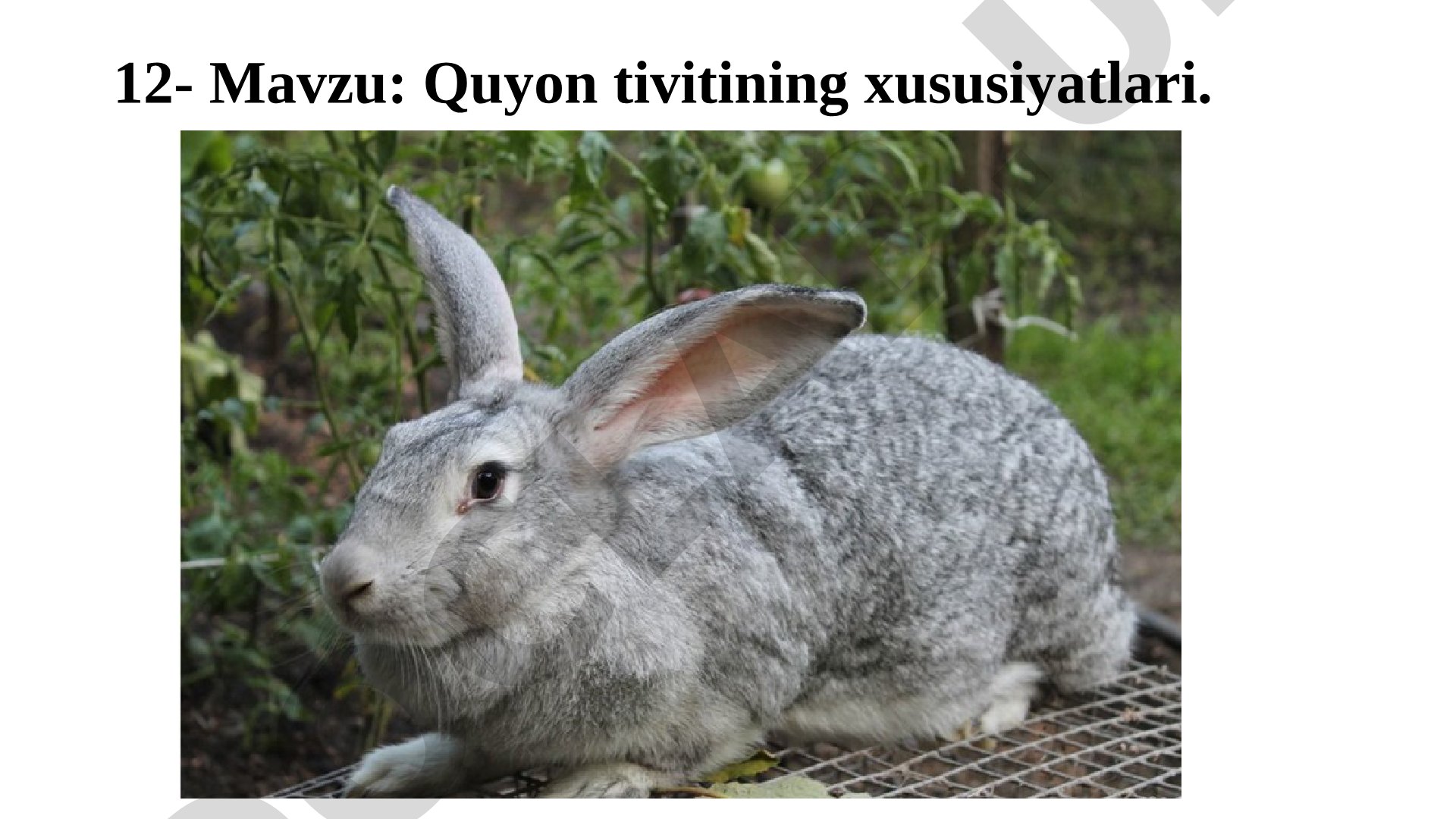 Quyon tivitining xususiyatlari