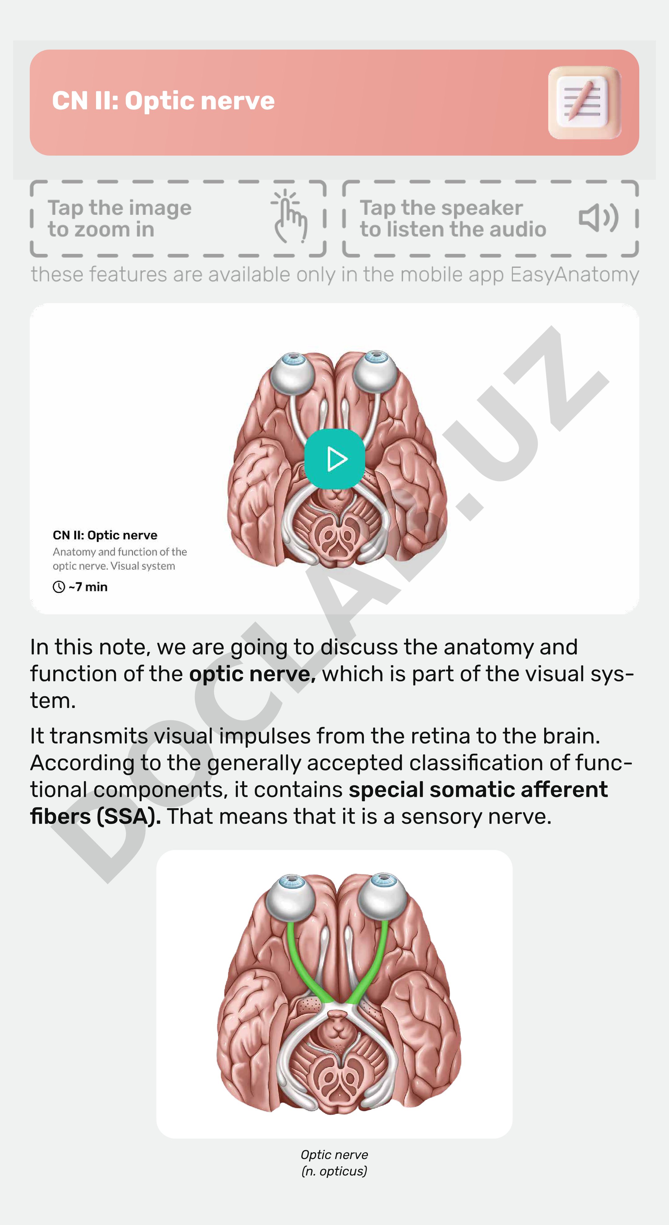 CN II: Optic nerve