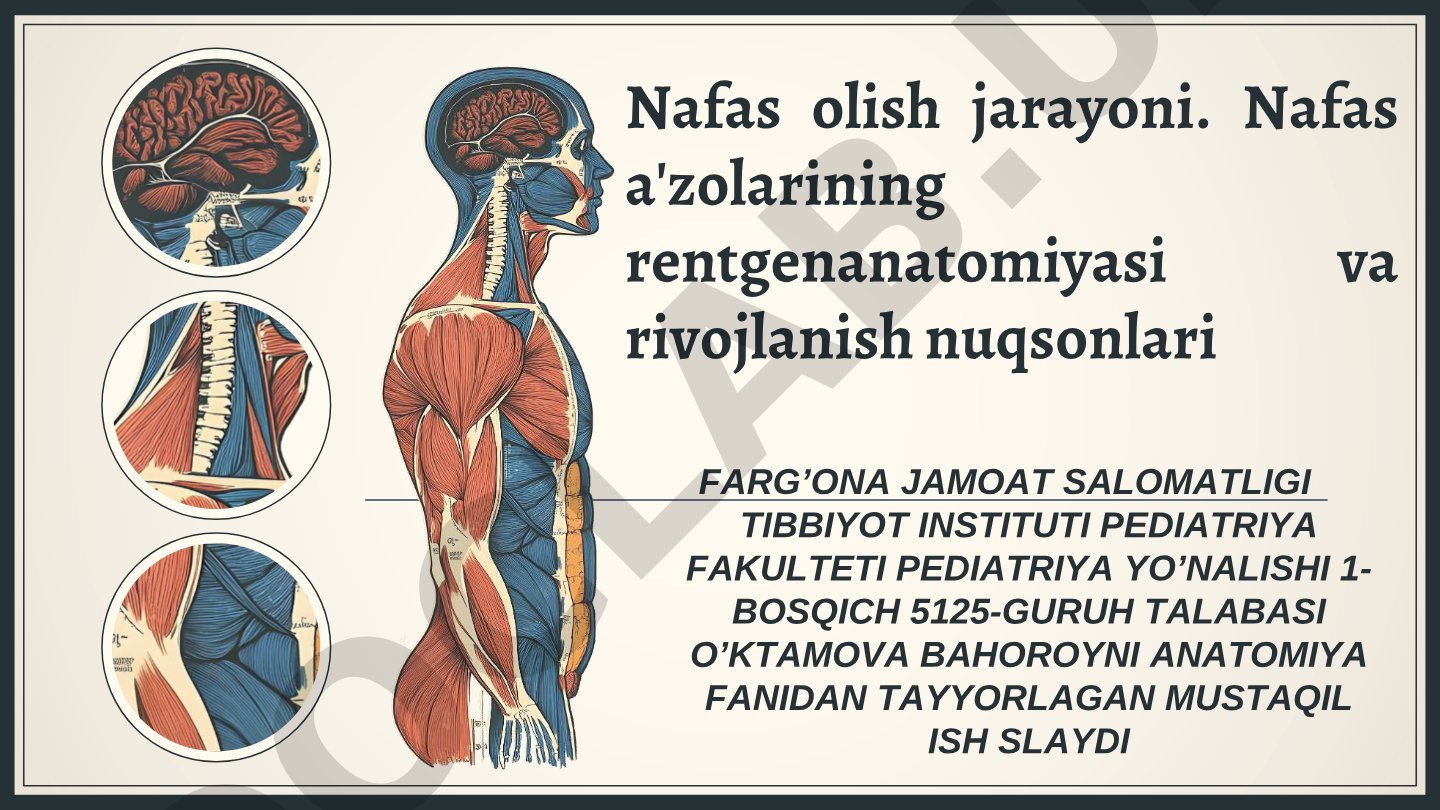 Nafas olish jarayoni. Nafas a'zolarining rentgenanatomiyasi va rivojlanish nuqsonlari