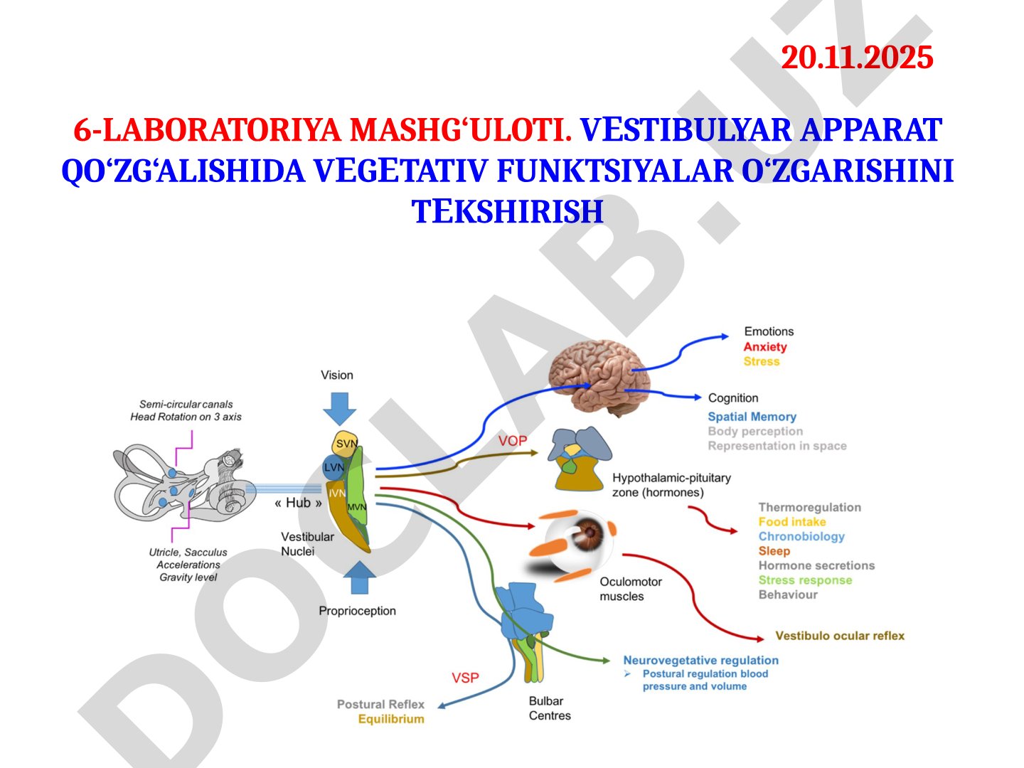6-laboratoriya mashg‘uloti. Vestibulyar apparat qo‘zg‘alishida vegetativ funksiyalar o‘zgarishini tekshirish