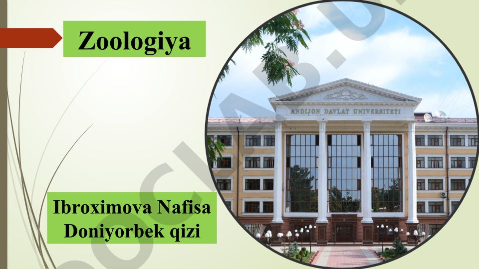 Suyakli baliqlarning tashqi va ichki tuzilishi