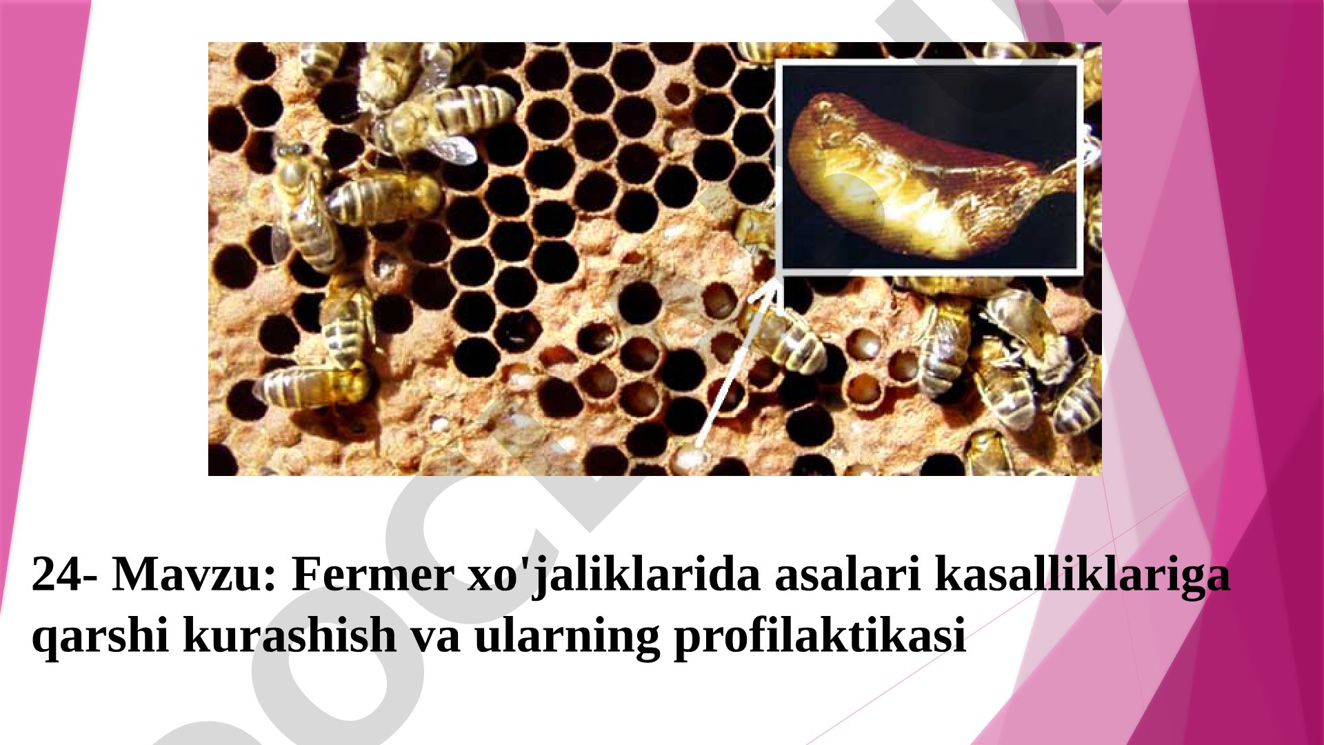 Fermer xo'jaliklarida asalari kasalliklariga qarshi kurashish va ularning profilaktikasi