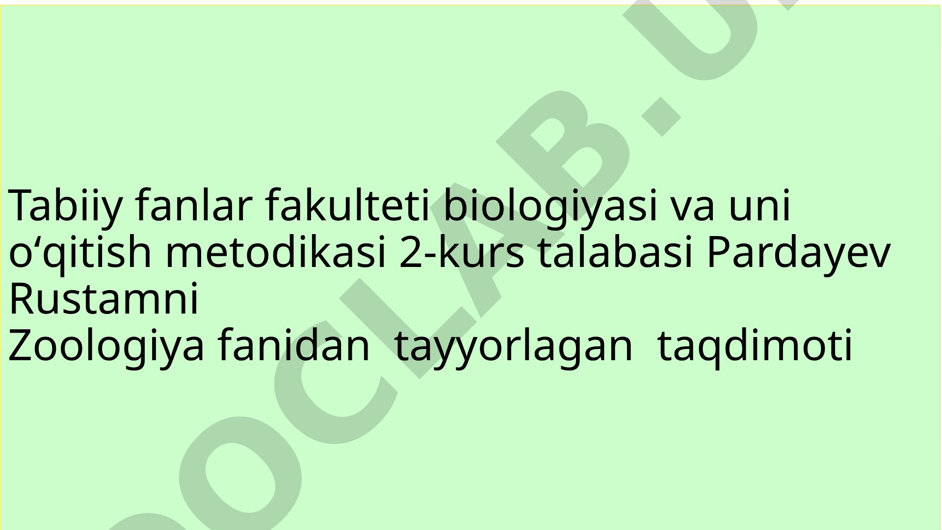 Accipiter badius - Turkiston tovugi