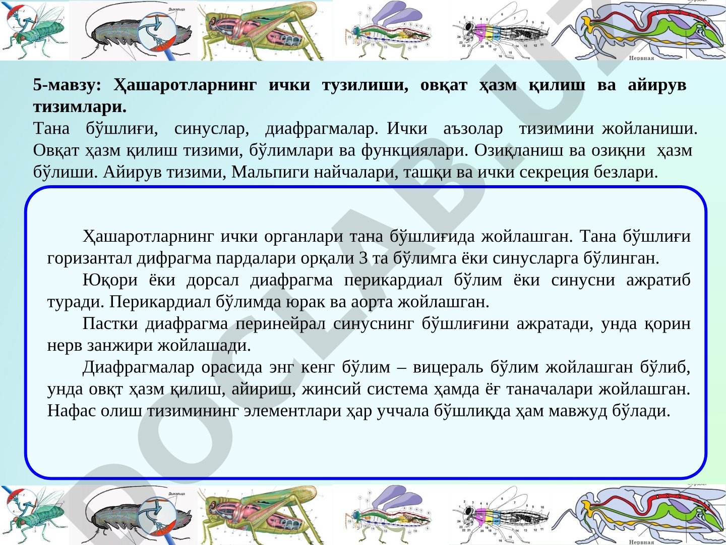 Ҳашаротларнинг ички тузилиши, овқат ҳазм қилиш ва айирув тизимлари
