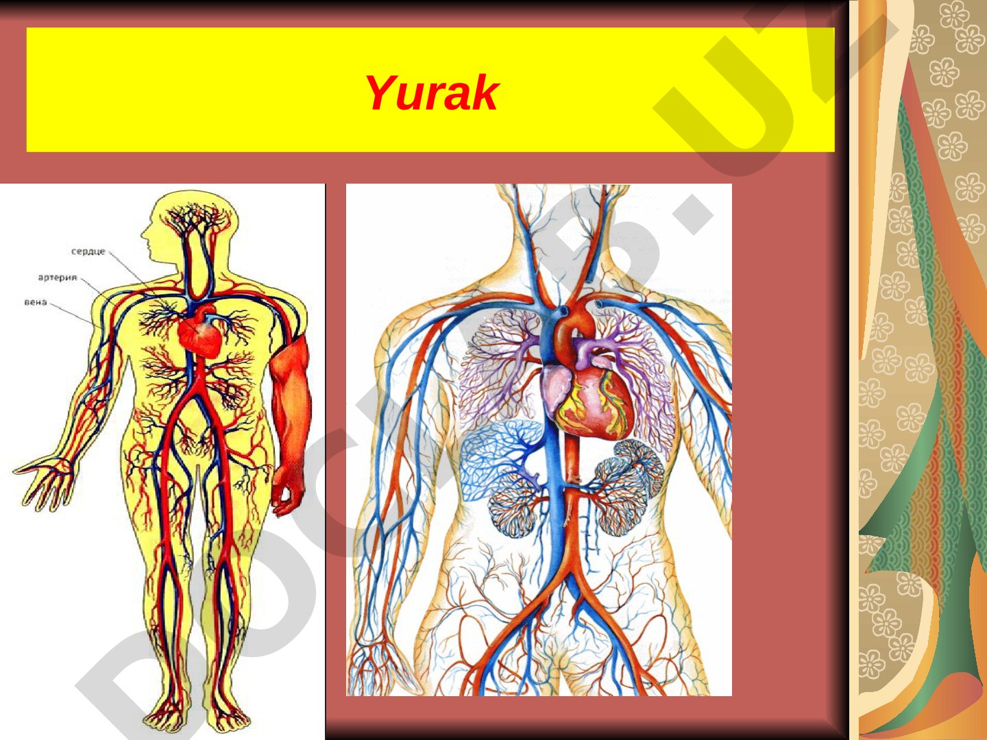 Yurakning tuzilishi va qon aylanish doiralari