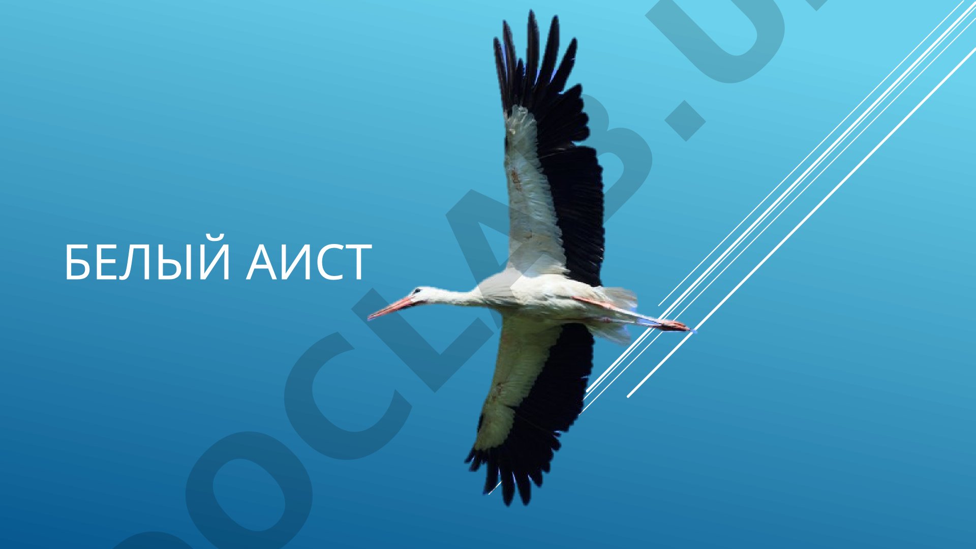 Белый аист: внешний вид, гнездование и питание
