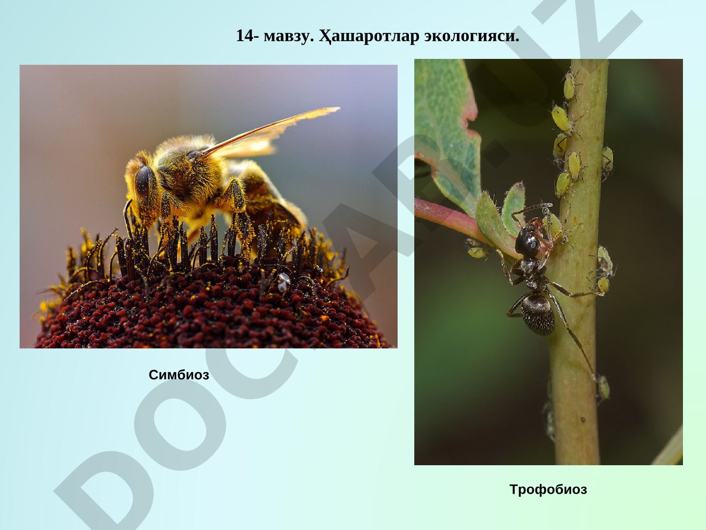 Ҳашаротлар экологияси. Симбиоз Трофобиоз