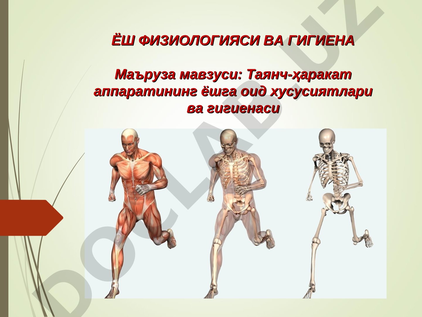 Таянч-ҳаракат аппаратининг ёшга оид хусусиятлари ва гигиенаси
