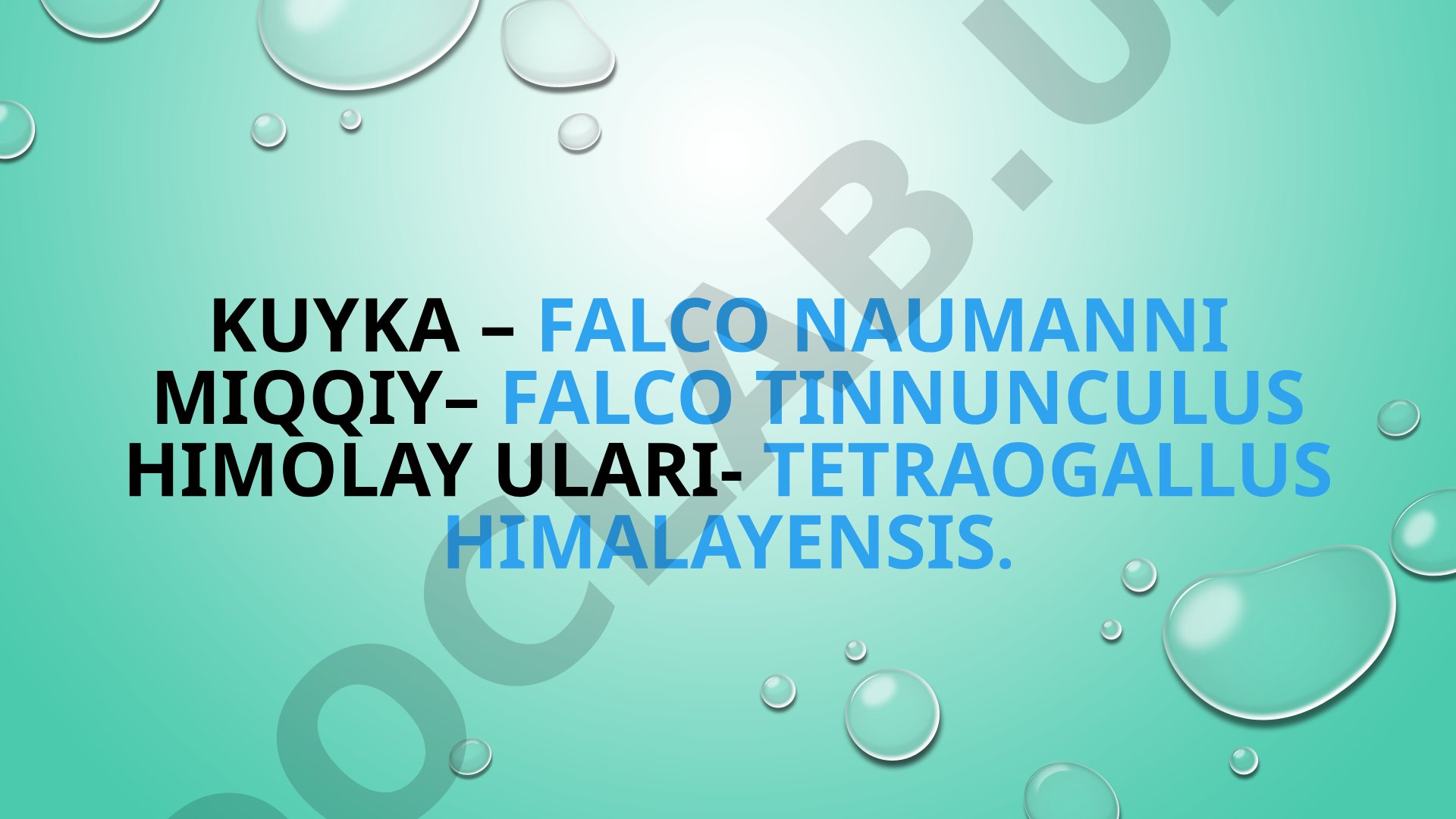 Kuyka, Miqqiy va Himolay ulari