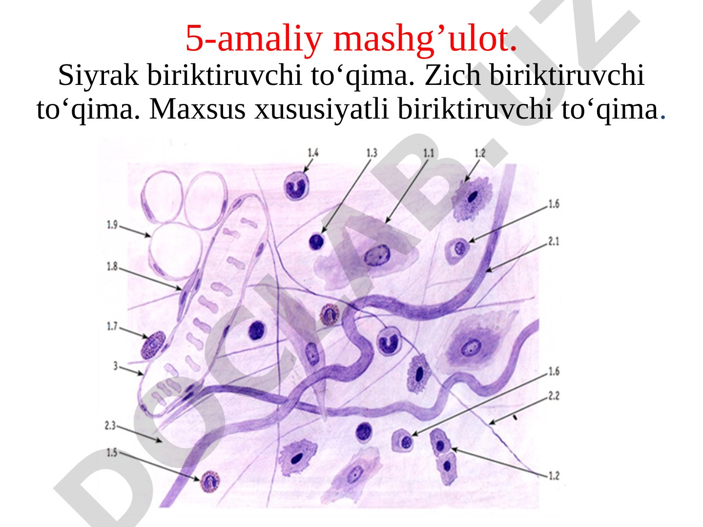 Siyrak biriktiruvchi toʻqima va uning tarkibiy qismlari