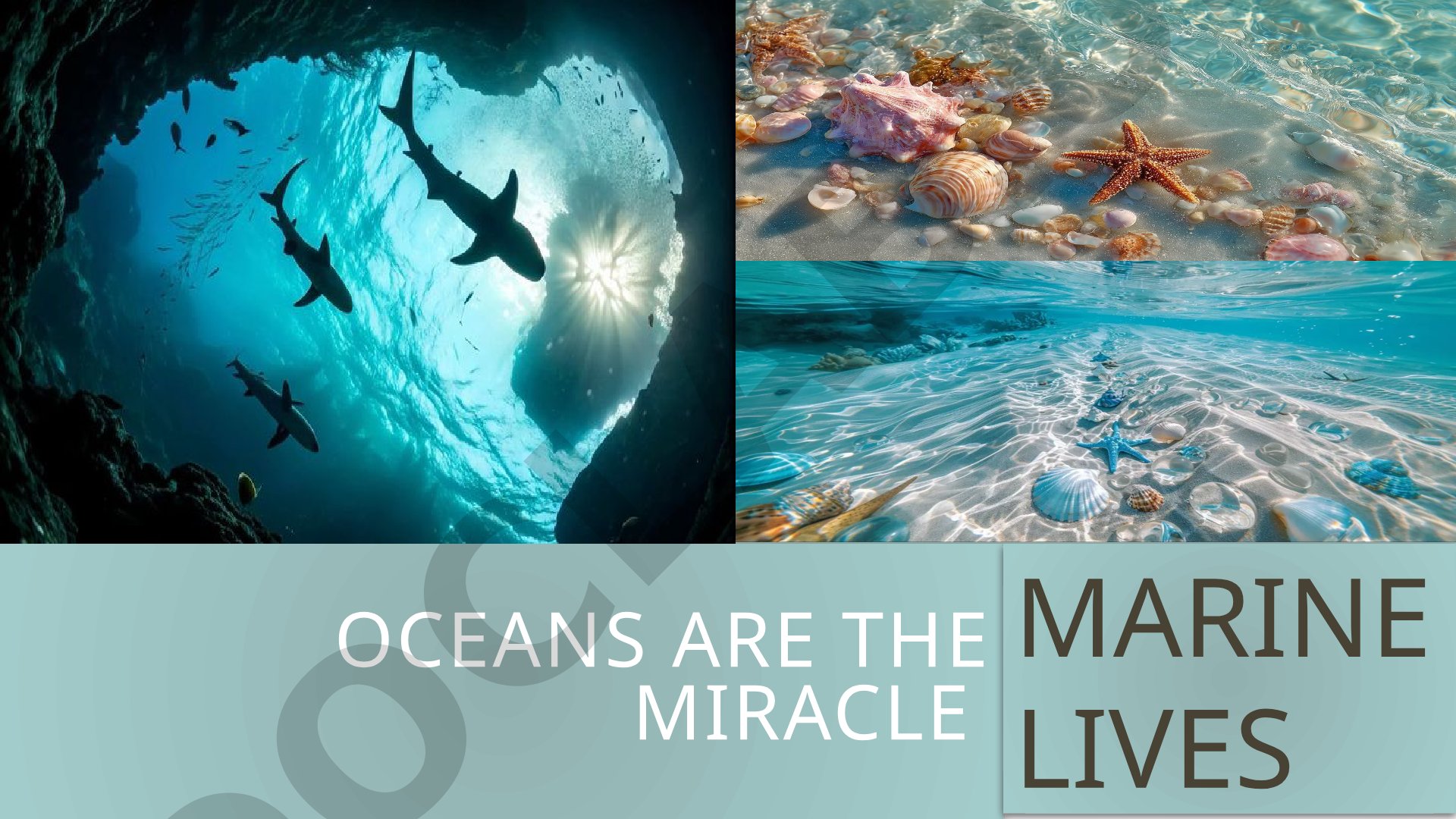 Oceans are the miracle marine lives