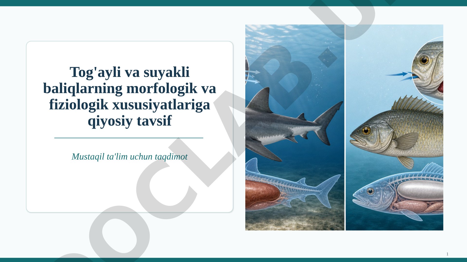 Tog'ayli va suyakli baliqlarning morfologik va fiziologik xususiyatlariga qiyosiy tavsif