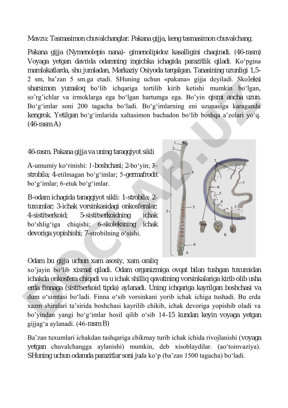 Tasmasimon chuvalchanglar. Pakana gijja, keng tasmasimon chuvalchang