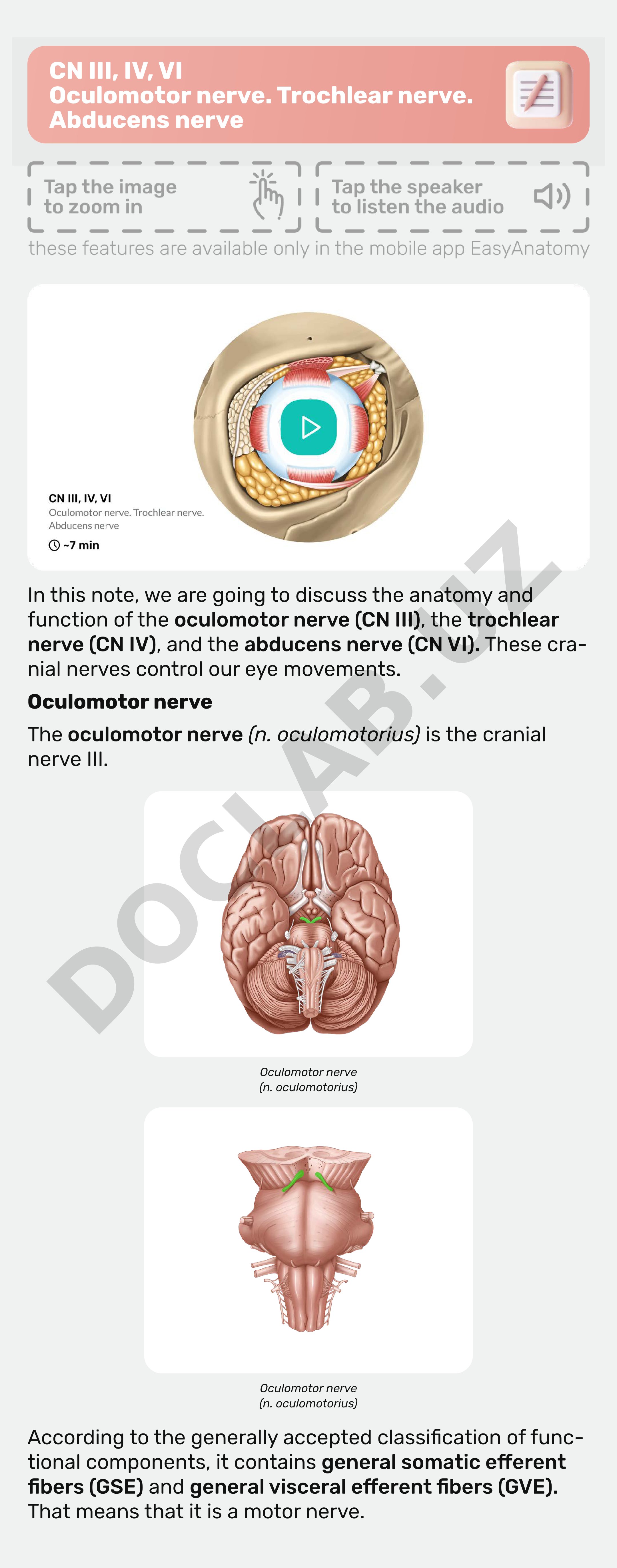 CN III, IV, VI Oculomotor nerve. Trochlear nerve. Abducens nerve