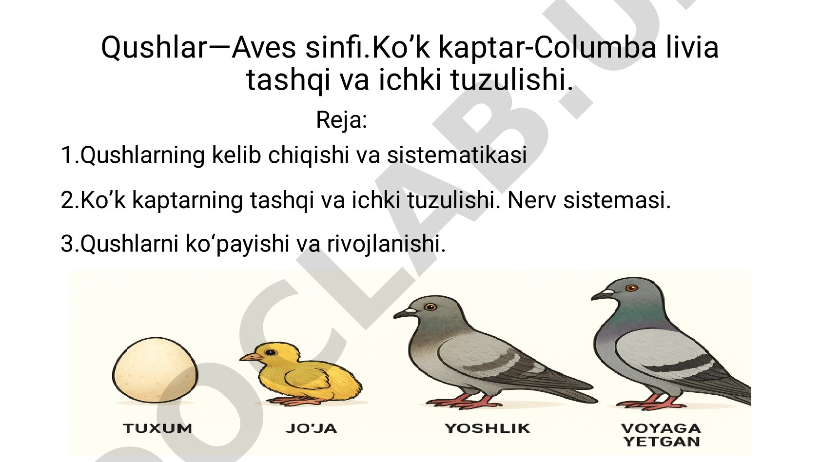 Qushlar—Aves sinfi. Ko'k kaptar tashqi va ichki tuzulishi.