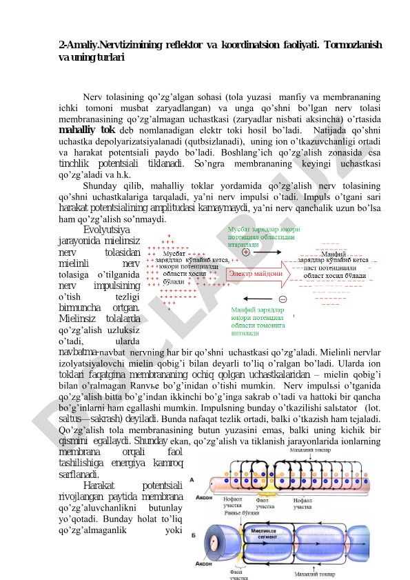 Nerv tizimining reflektor va koordinatsion faoliyati