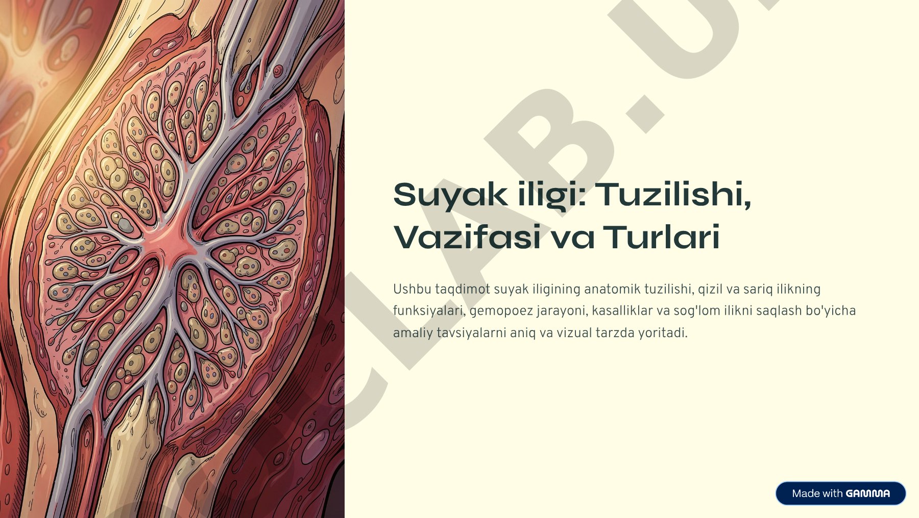 Suyak iligi: Tuzilishi, Vazifasi va Turlari