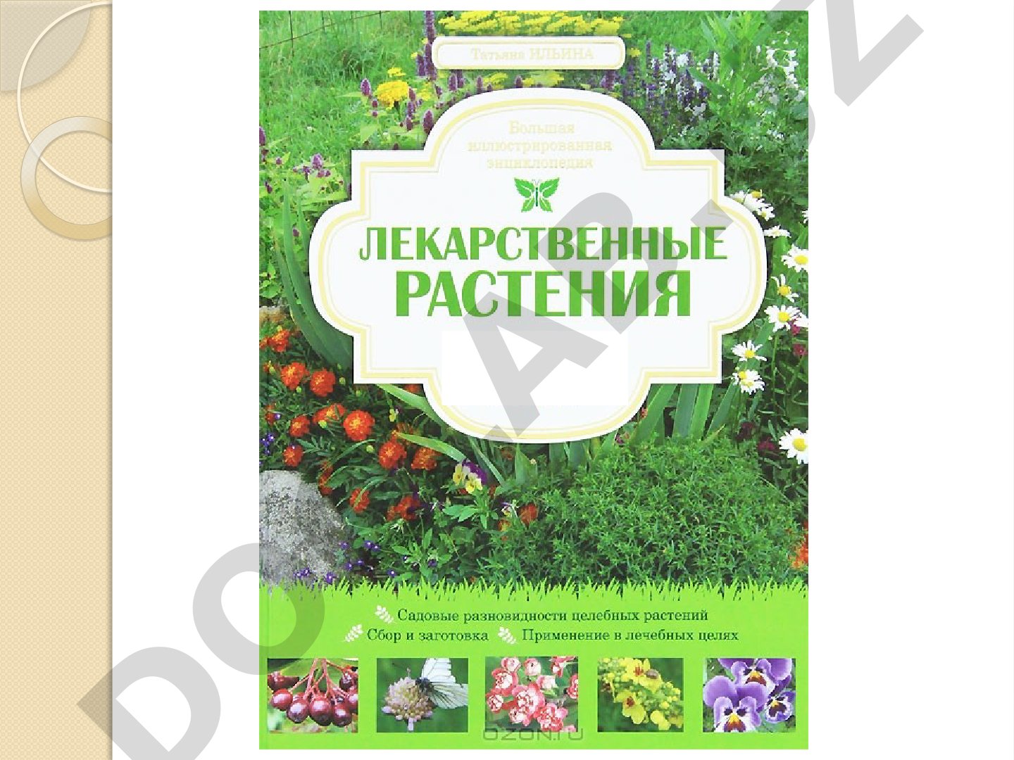 Лекарственные растения: ромашка и подорожник
