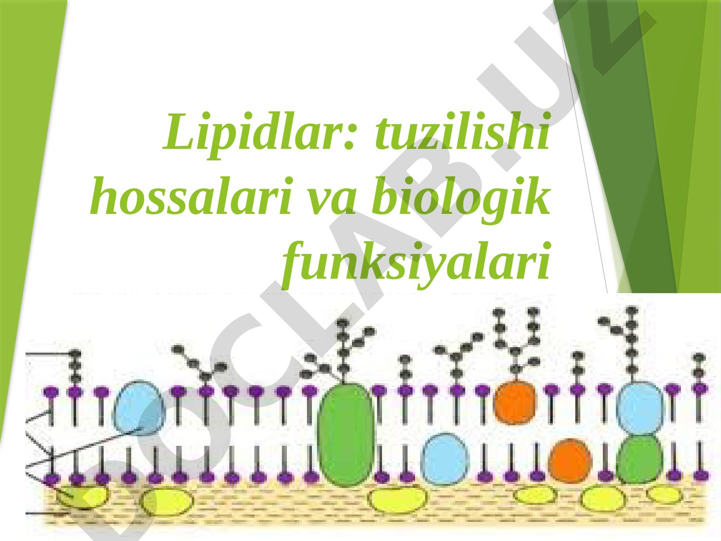 Lipidlar: tuzilishi hossalari va biologik funksiyalari