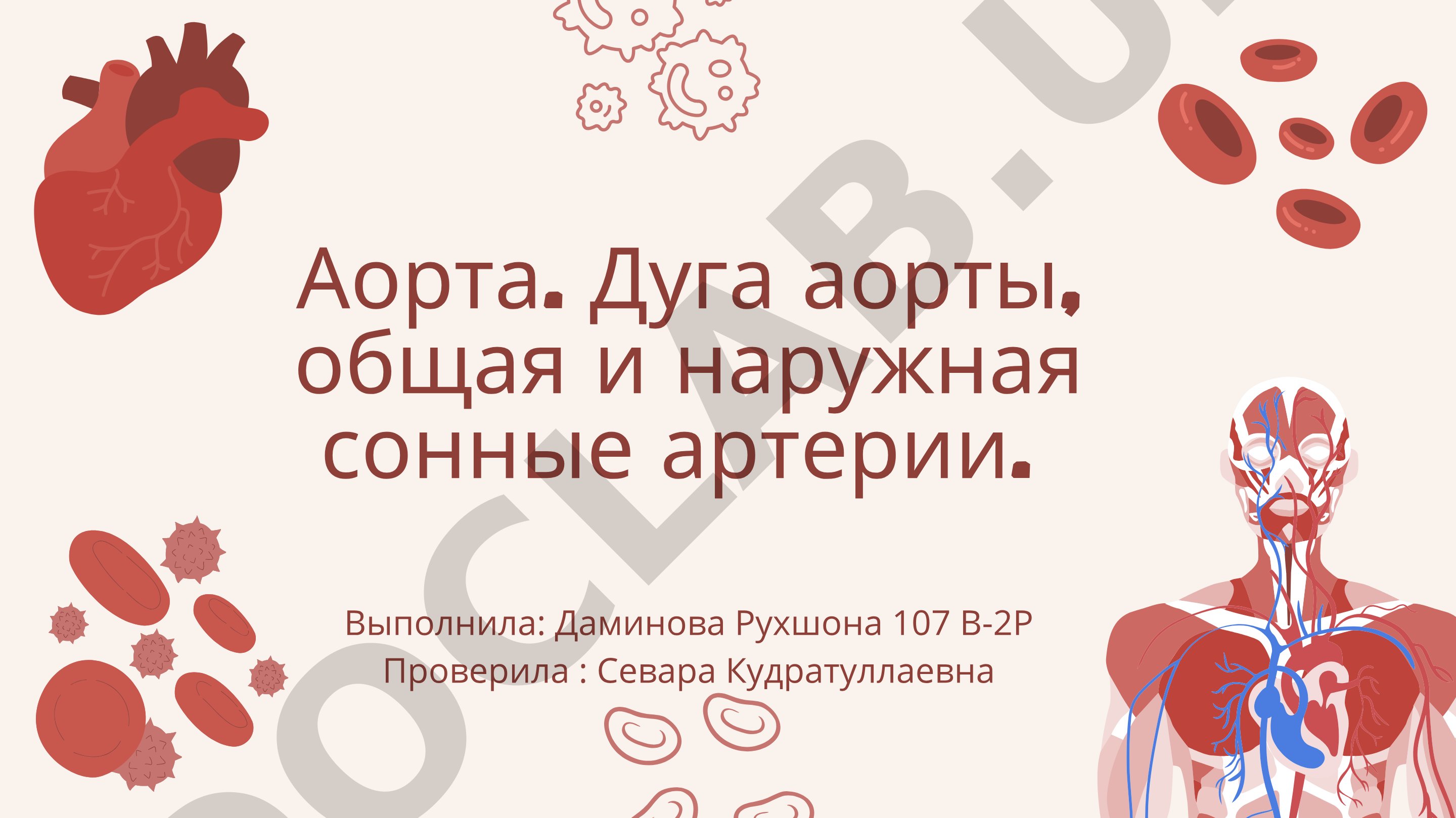 Аорта. Дуга аорты, общая и наружная сонные артерии.