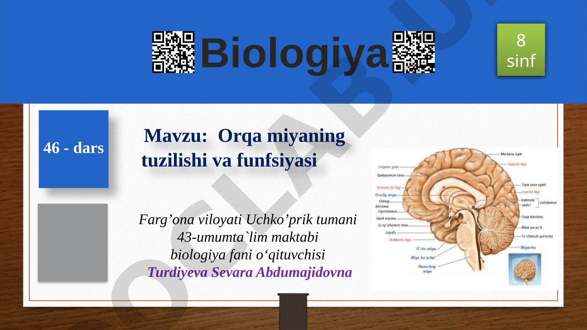 Orqa miyaning tuzilishi va funfsiyasi