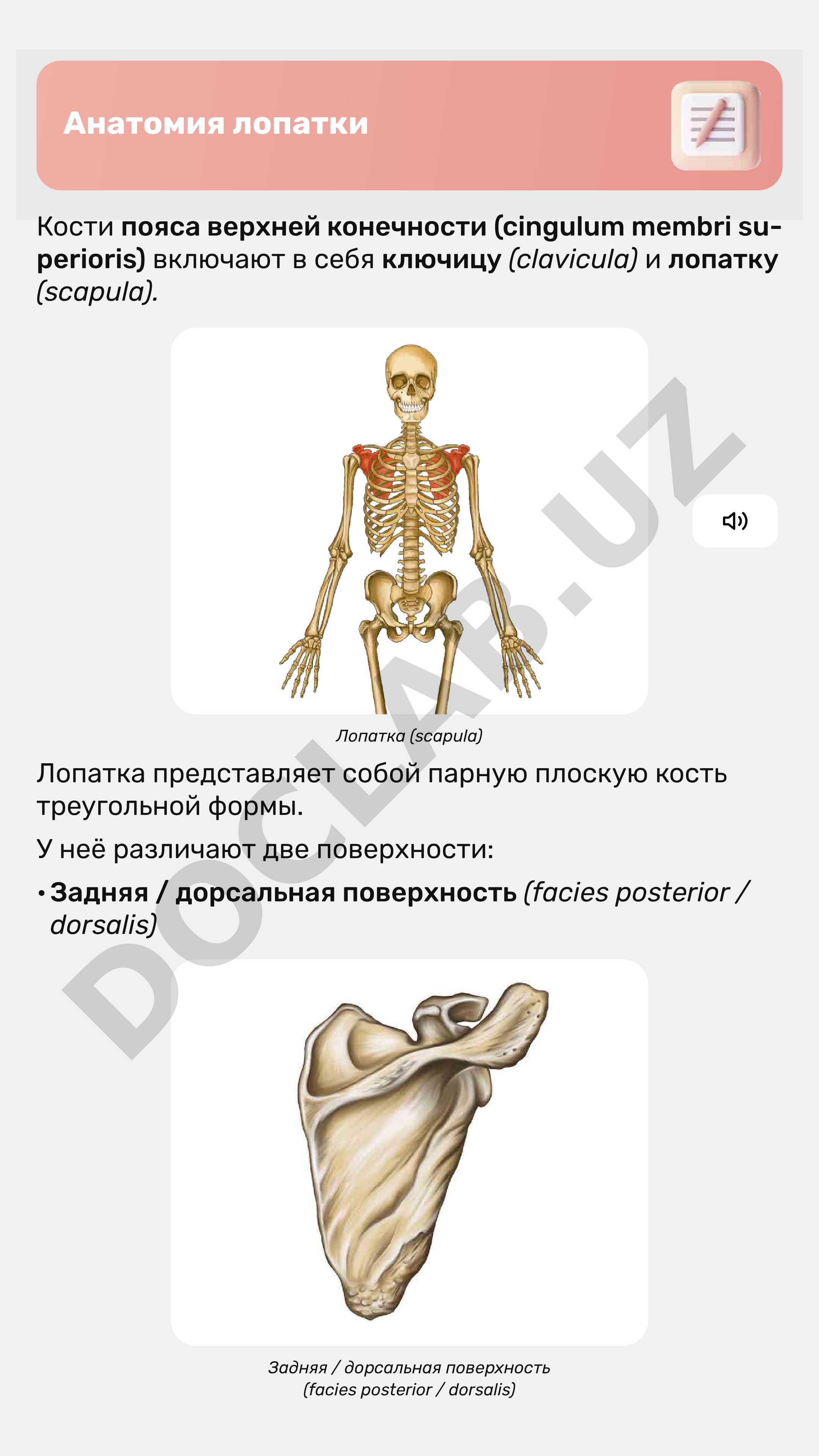 Анатомия лопатки