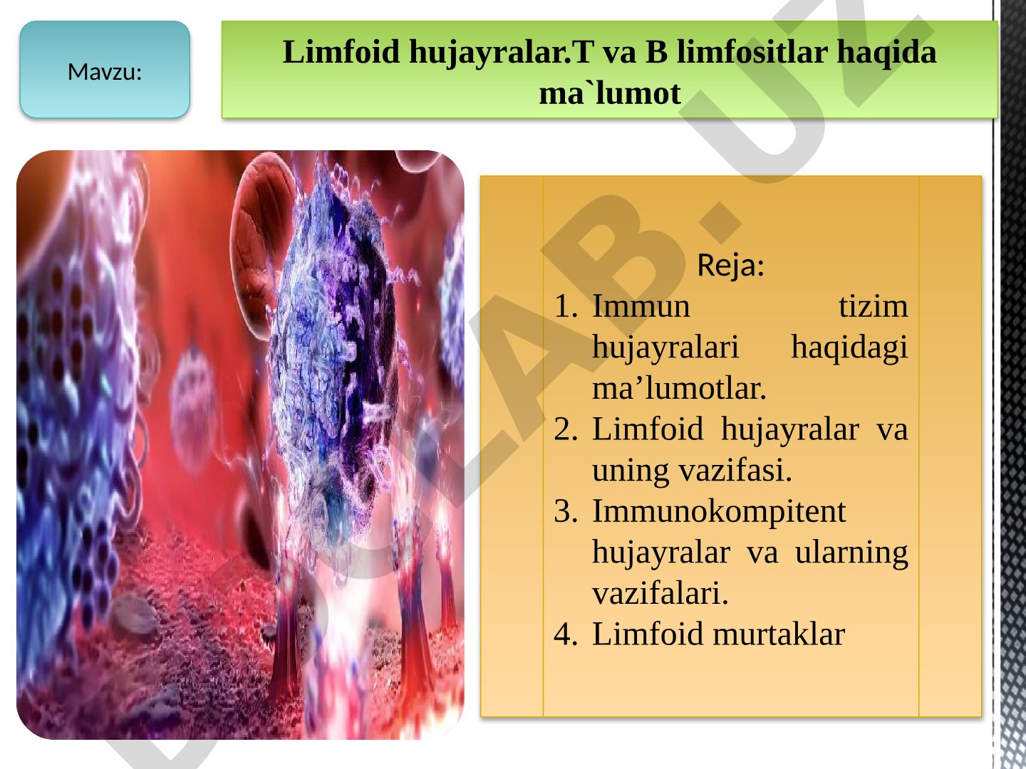 Limfoid hujayralar. T va B limfositlar haqida ma'lumot