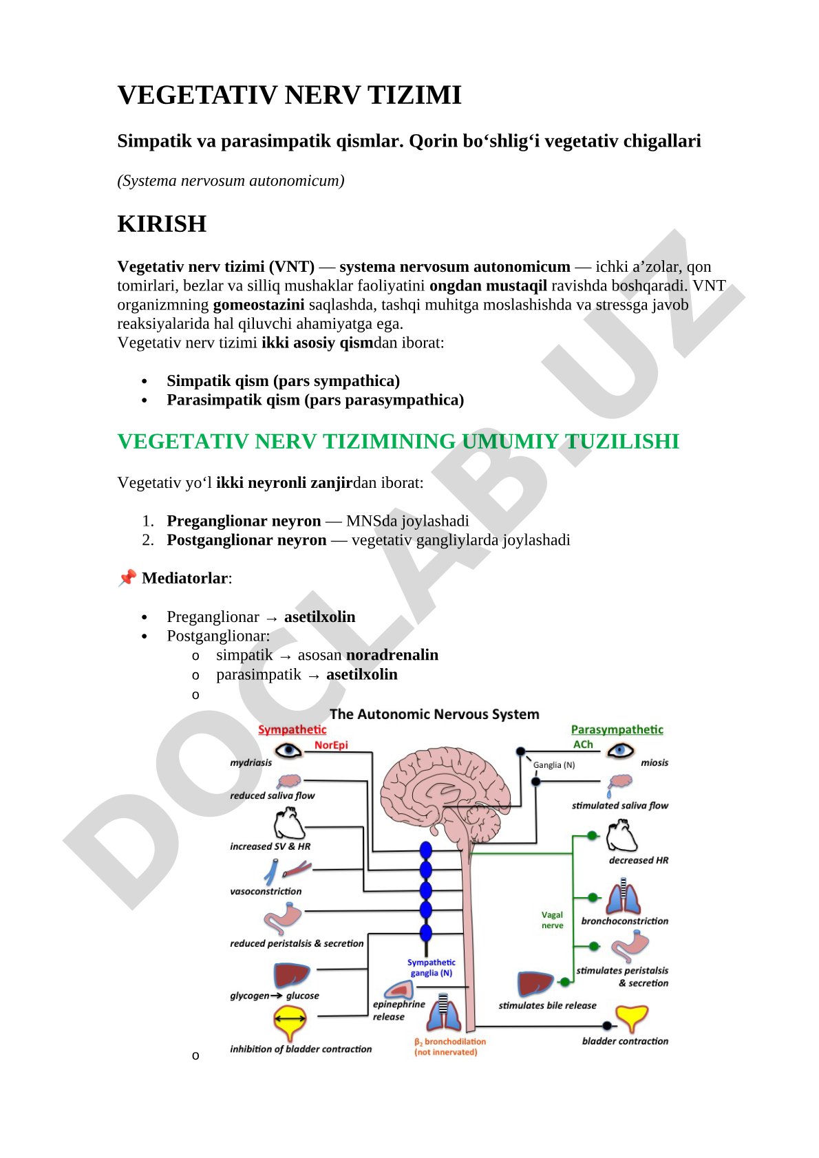 Vegetativ nerv tizimi
