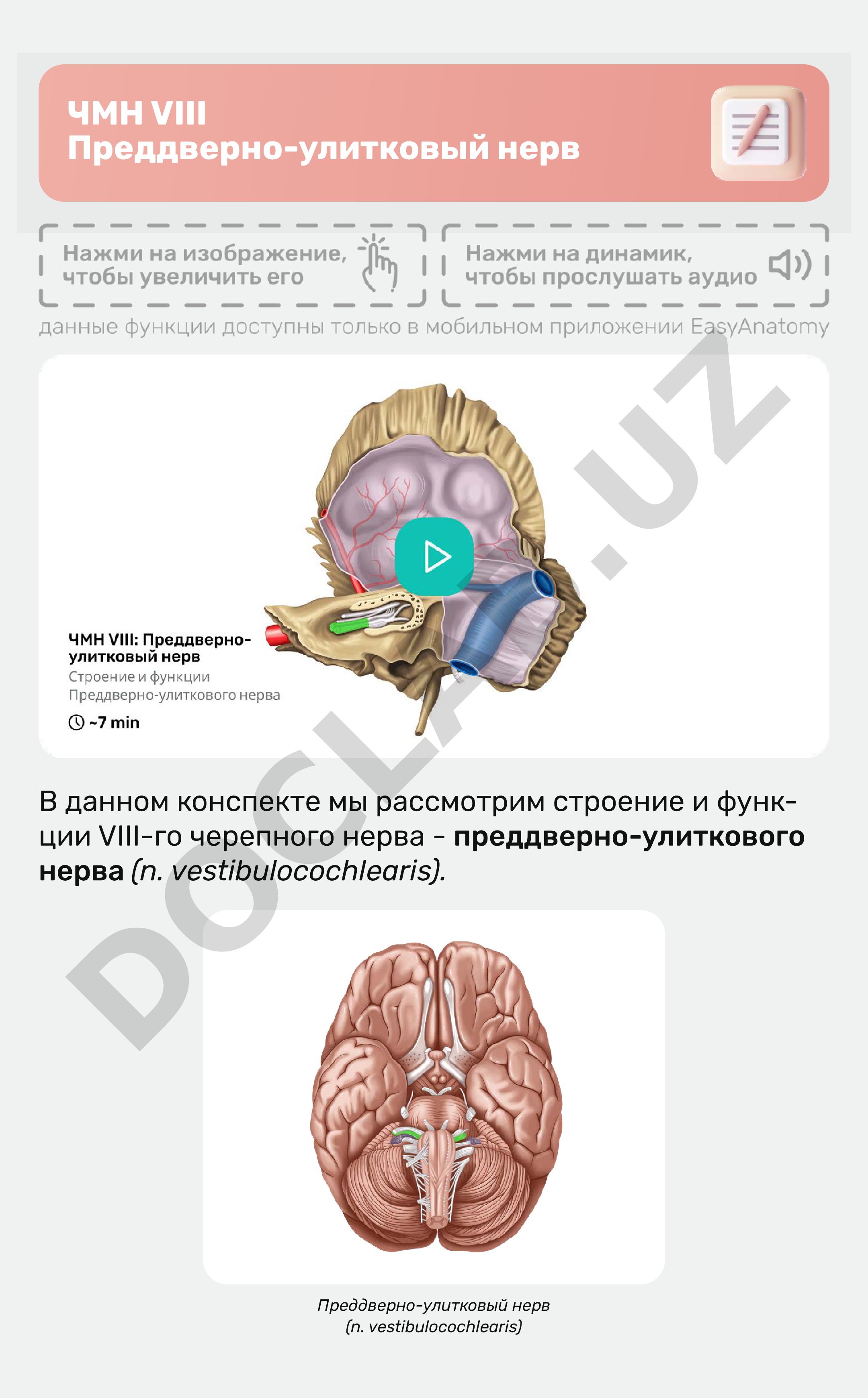 ЧМН VIII Преддверно-улитковый нерв