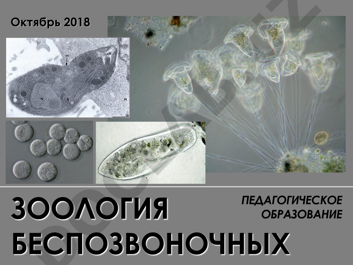 Зоология беспозвоночных: трансмиссивные заболевания и природная очаговость