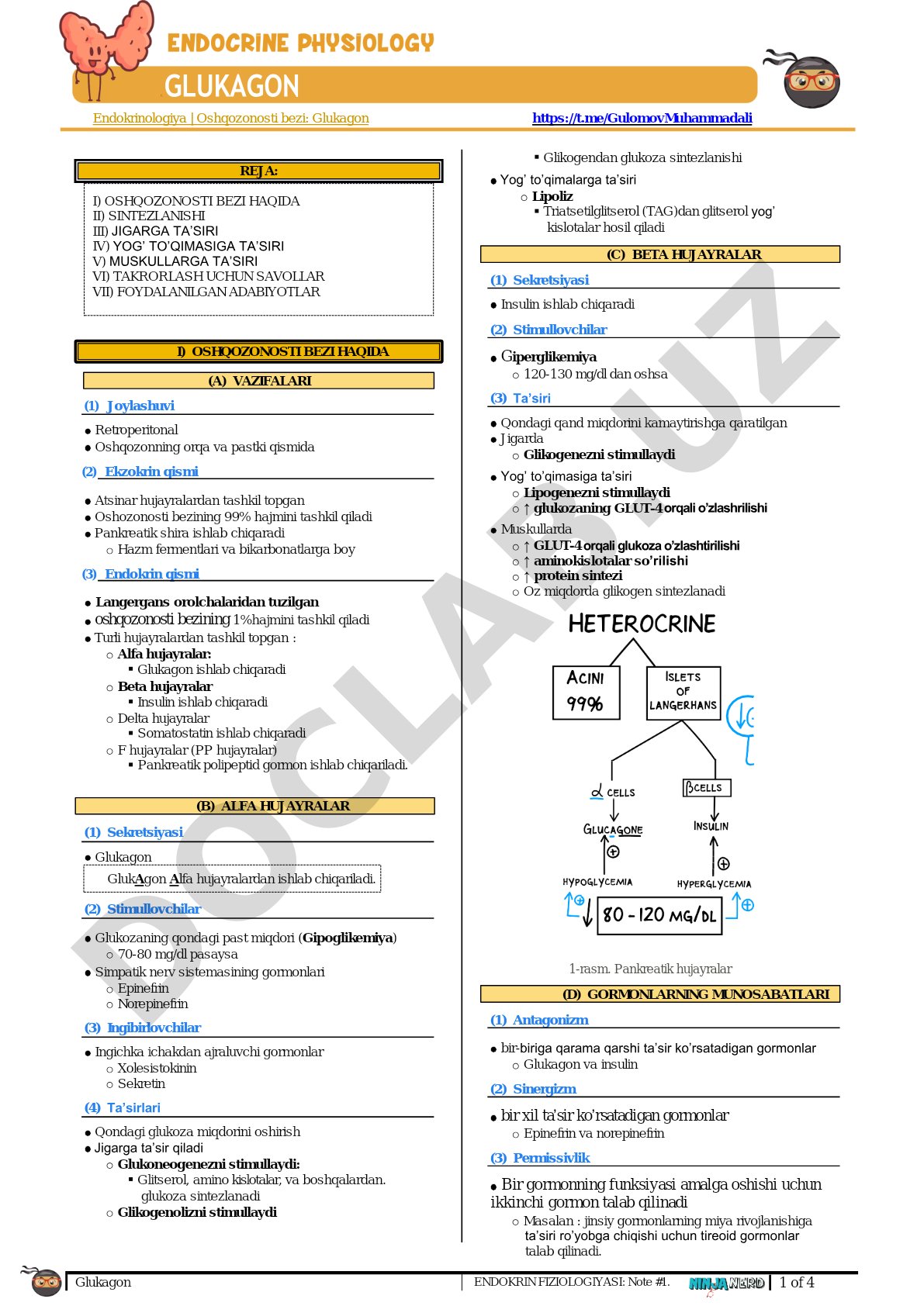 Glukagon endokrin fiziologiyasi