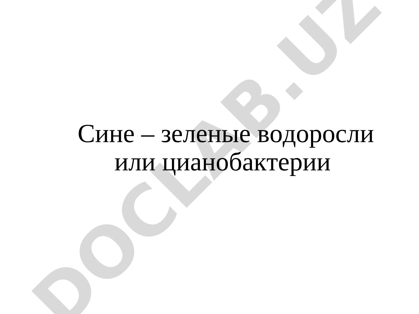 Сине – зеленые водоросли или цианобактерии