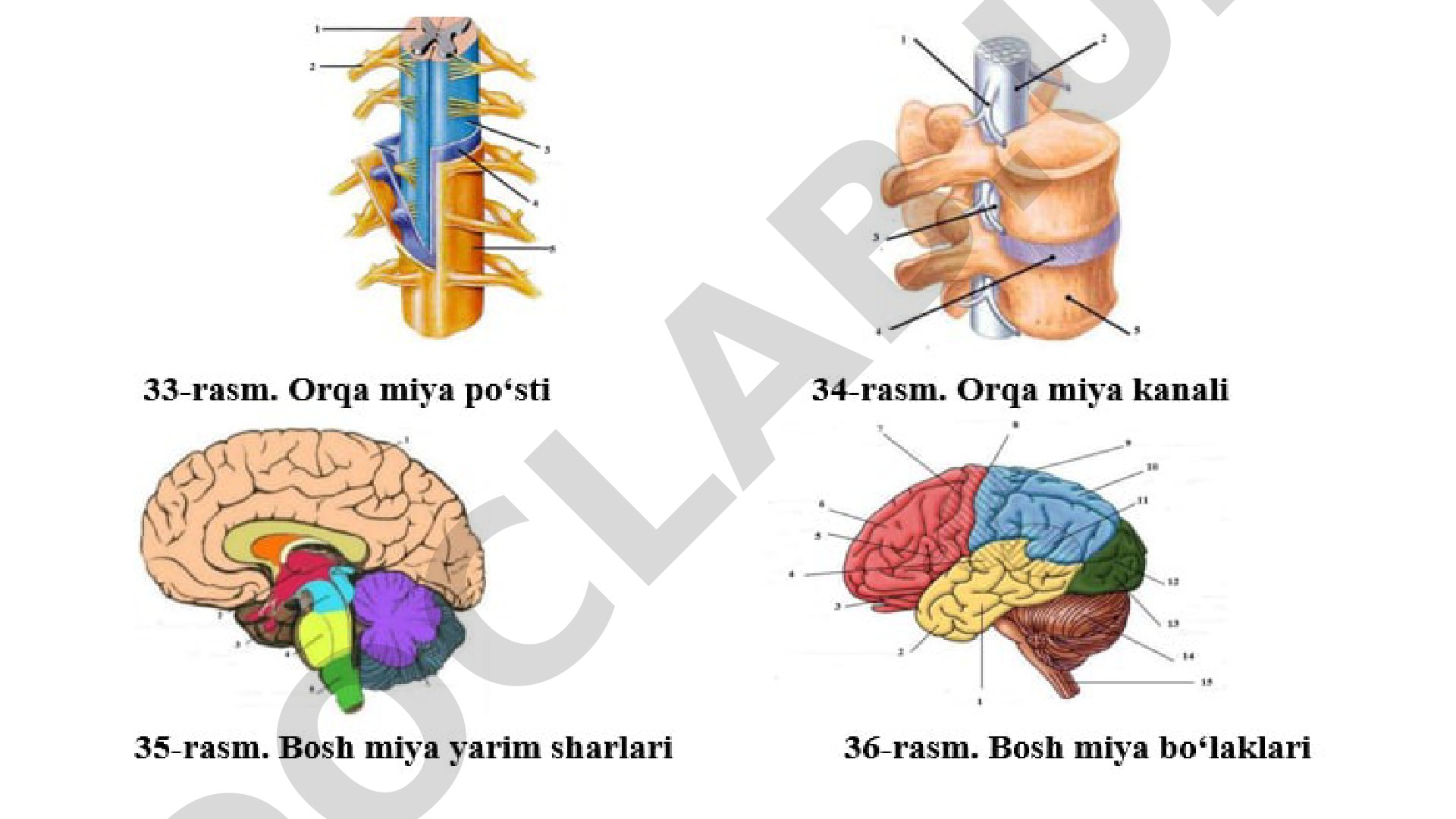Bosh miya yarim sharlari va bo'laklari