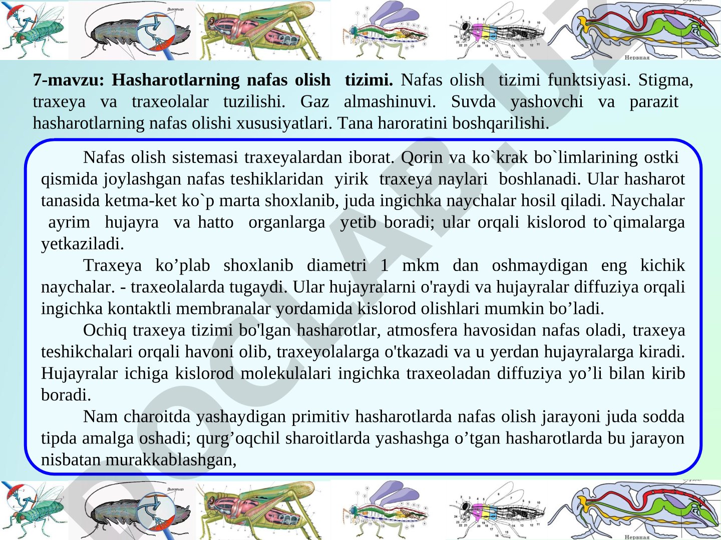 Hasharotlarning nafas olish tizimi