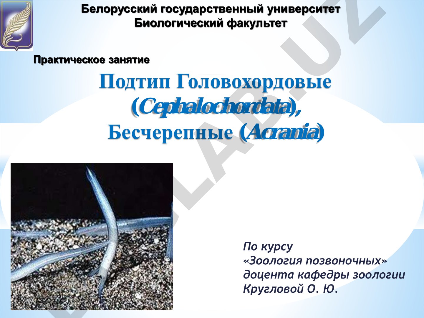 Подтип Головохордовые (Cephalochordata), Бесчерепные (Acrania)